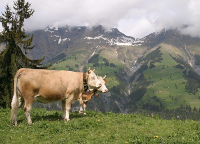 Im Oberland tragen viele Kühe noch Hörner