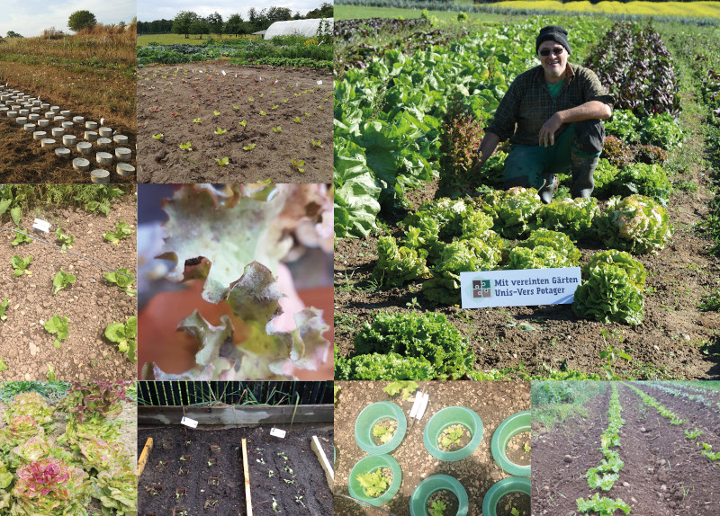 Gemeinschaftssache Salatzüchtung