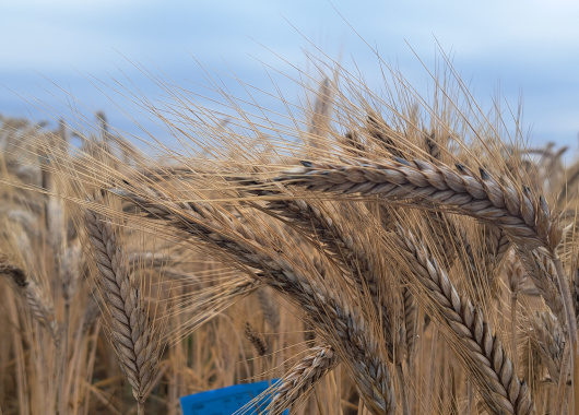 Man sieht mehrere Ähren der Getreidesorte Triticale von nahe.