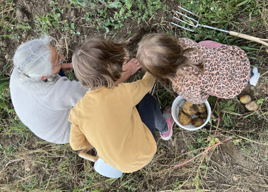 Zwei Kinder und eine Frau graben auf einem Acker Kartoffeln aus.