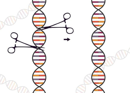 Ein gezeichneter DNA-Strang wird von zwei Scheren an zwei Stellen geschnitten. Rechts daneben sieht man den neuen DNA-Strang.