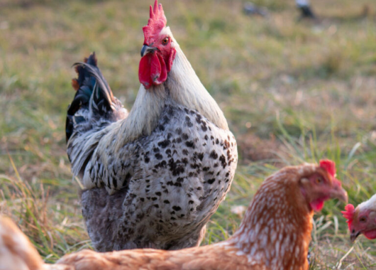 Ein weißer Hahn mit schwarzen Punkten und braune Hennen picken auf einer Wiese