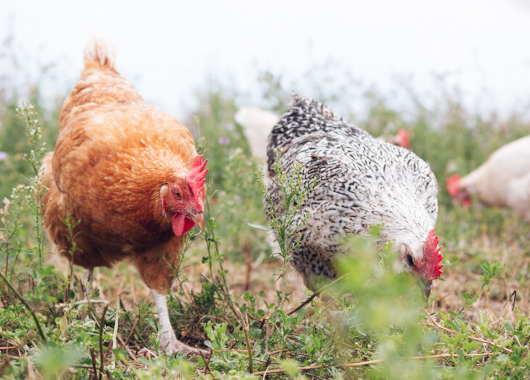 Ein braunes und ein gesperbertes Huhn suchen Futter auf einer grünen Wiese.