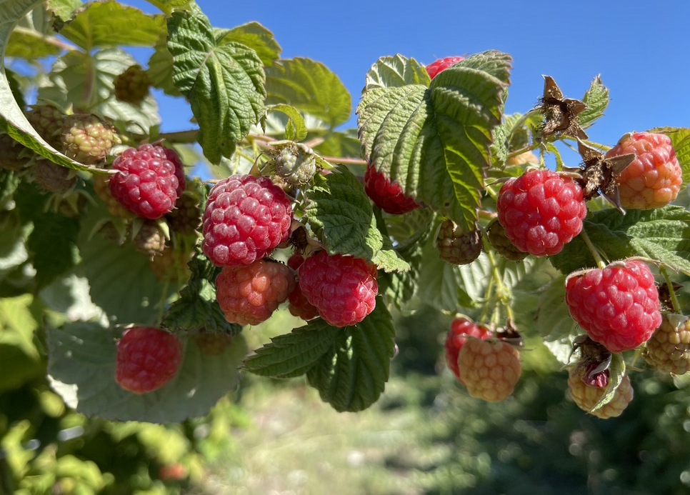Himbeerstrauch mit reifen Beeren