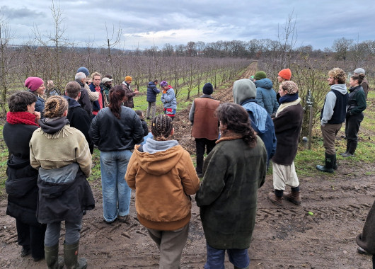 Eine Gruppe von etwa 40 Personen steht auf einem Acker und begutachtet das Agroforstsystem.