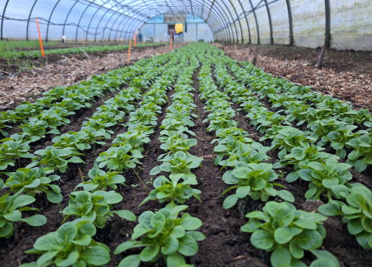 Ein Folientunnel mit einem Beet voller Feldsalat.