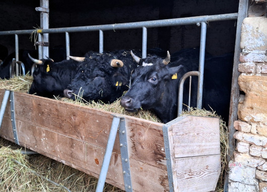 Rinder in einem Stall fressen Heu.