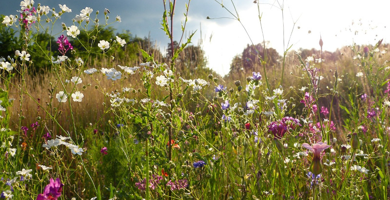 Foto: Silivarita/Pixabay