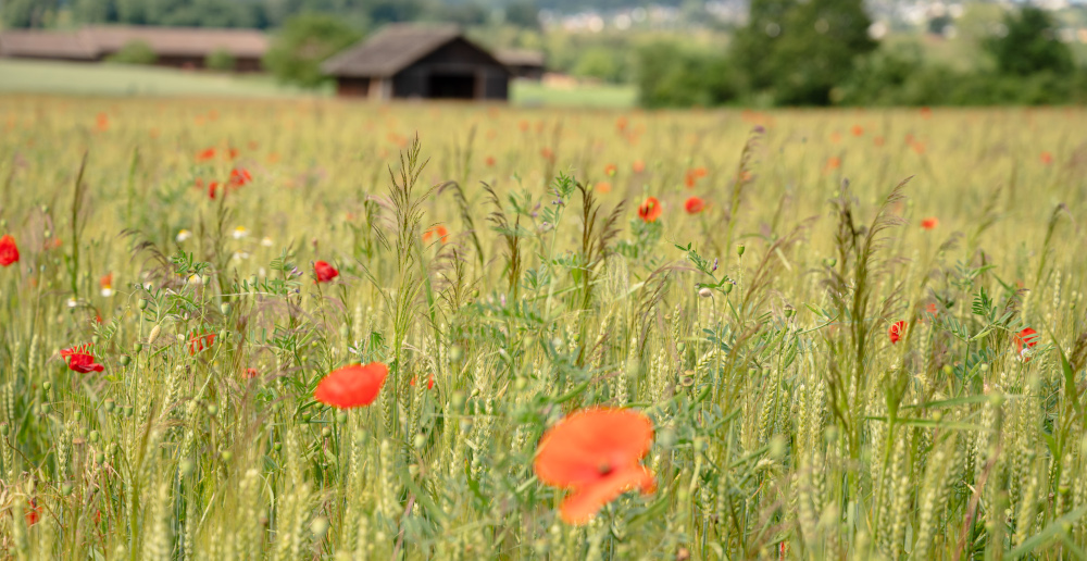 Bild: Florian Dürkopp