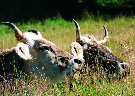 Die Köpfe zweier Kühe die im hohen Gras liegen und wiederkäuen.