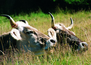 Der neue Jahresbrief - Klimaretter Rind?!