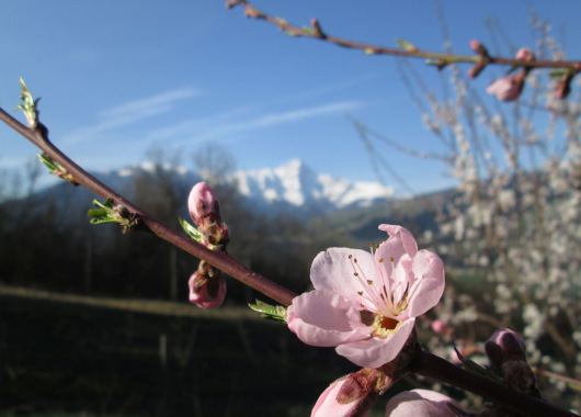 Rosa Pfirsichblüten vor Alpenpanorama
