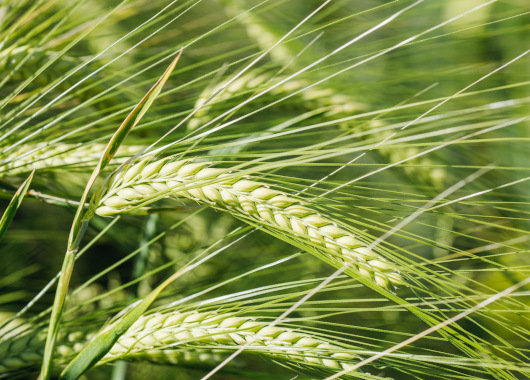 grüne Getreideähren 
