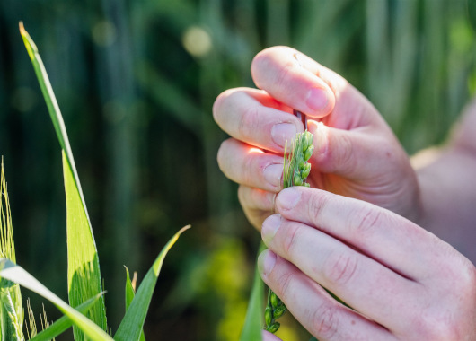 Zwei Hände arbeiten an einer Getreideähre