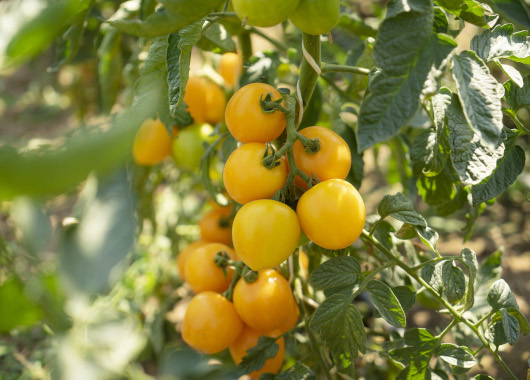gelbe Tomaten am Strauch