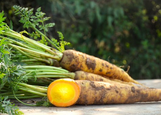 Ein Bund gelber Möhren