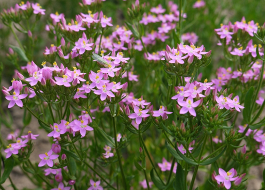Rosa blühendes Tausendgüldenkraut