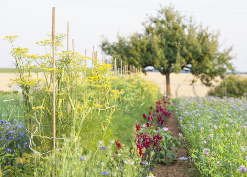 Ein vielfältiger Gemüsegarten, mit blühenden Fenchel, Löwenmäulchen und Klee.
