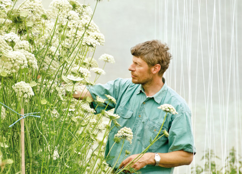 Der Züchter steht vor blühenden Möhren. 