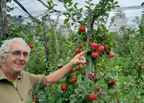 Der Züchter Niklaus Bollinger steht vor einem kleinen Apfelbaum mit dunkelroten Äpfeln.