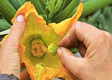 Eine große gelbe Zucchiniblüte, die von Hand bestäubt wird.