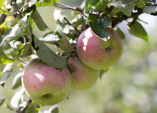 Drei Äpfel an einem Apfelbaum.