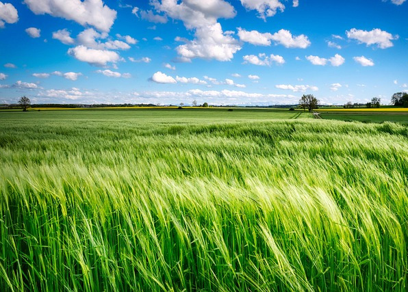 Grünes Getreidefeld vor blauem Himmel