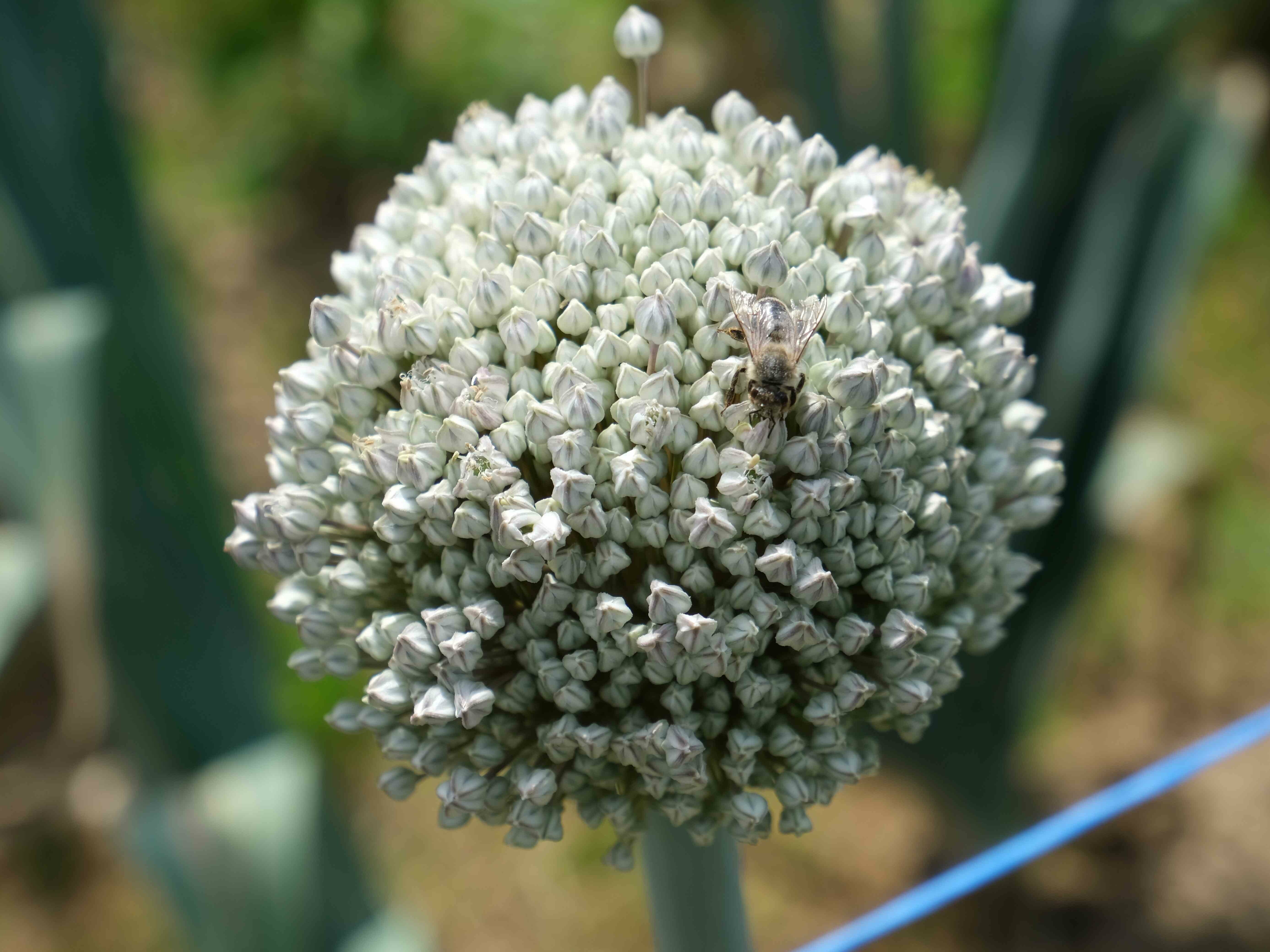 Eine Lauchblüte mit einer Biene