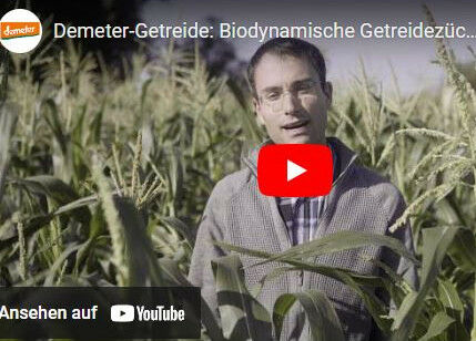 Zum Video über die biologisch-dynamische Getreidezüchtung des Dottenfelderhofes auf youtube