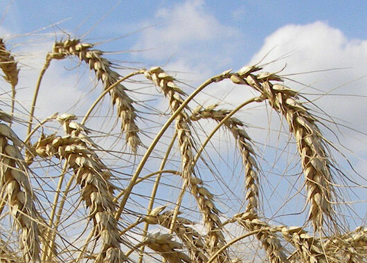 Getreideähren vor blauem Himmel