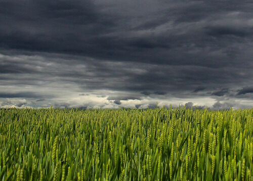 Verwässerung der gemeinsamen Agrarpolitik (GAP) der EU bedroht die Vielfalt