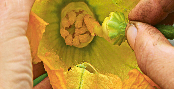 Bestäubung einer Zucchiniblüte