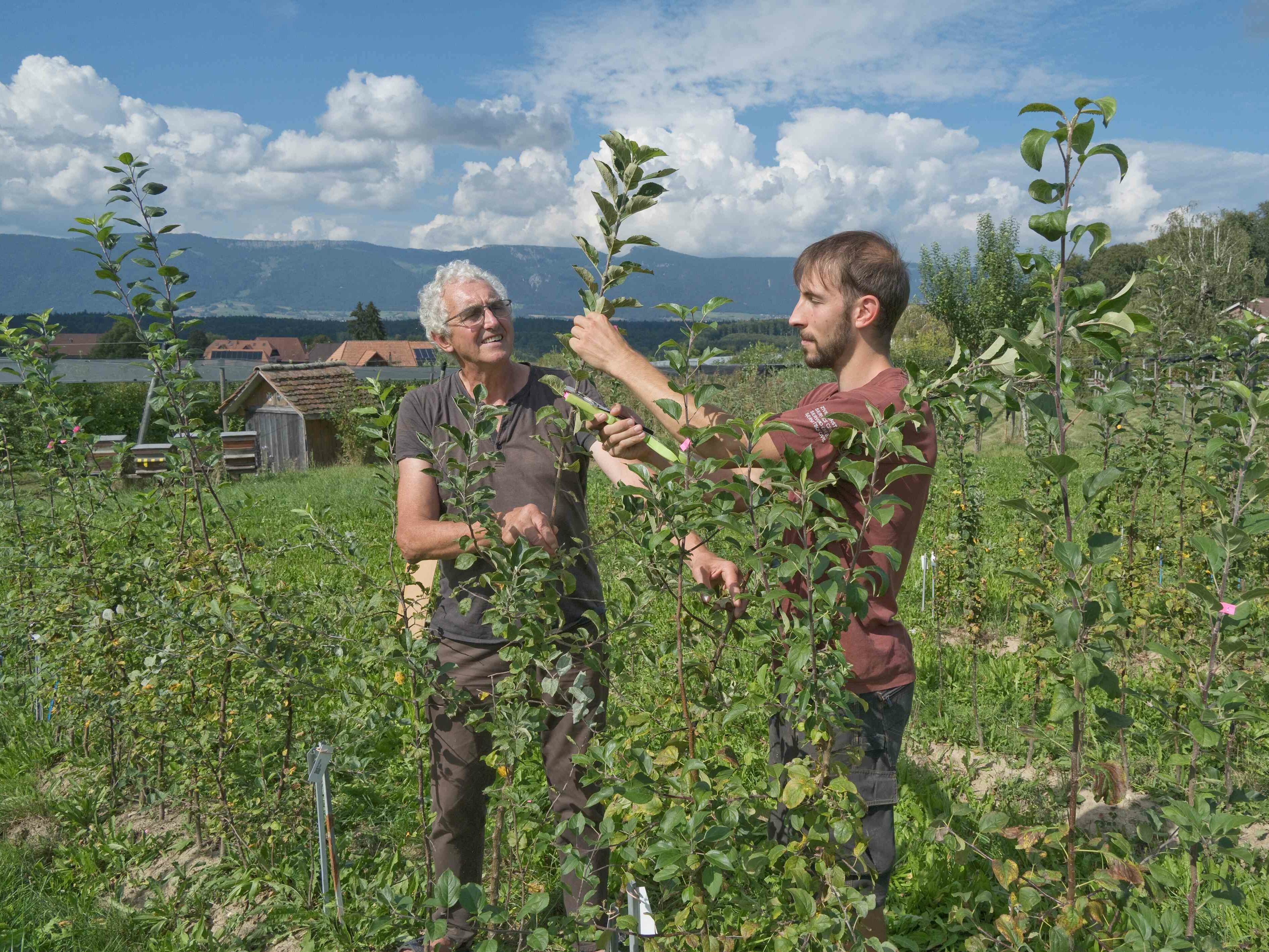 Zwei Männer arbeiten an einem jungen Apfelbaum