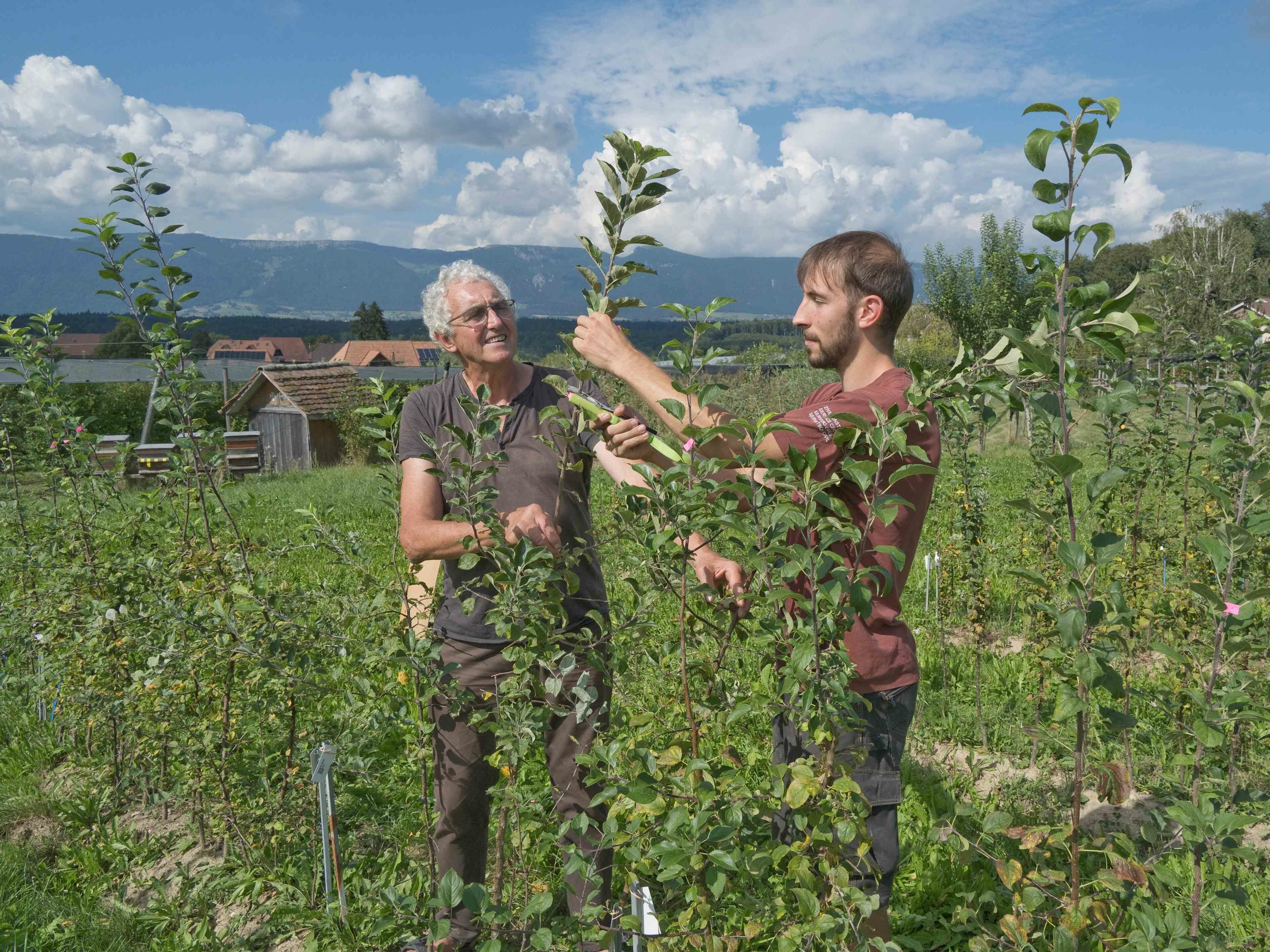 Saatgutfonds: Züchterportrait im April - Yann Isler