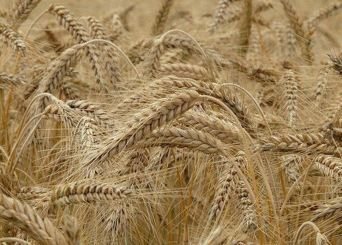 Mehr denn je – Agrar- und Ernährungswende jetzt