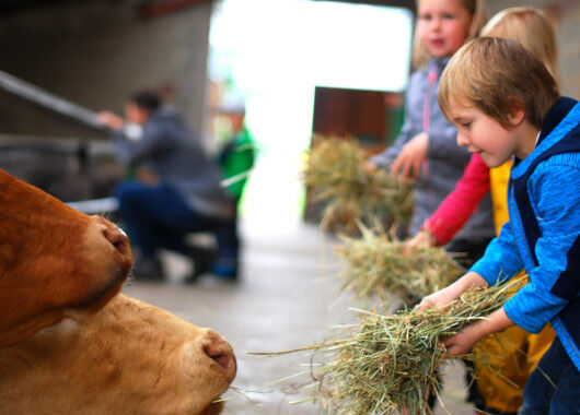 Kinder stehen in einem Stall und Füttern Kühe mit Heu.