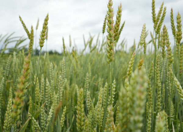 © Landbauschule Dottenfelderhof e.V.