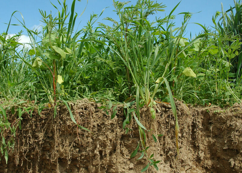 Engagiert für mehr Klimaresilienz im Ökolandbau