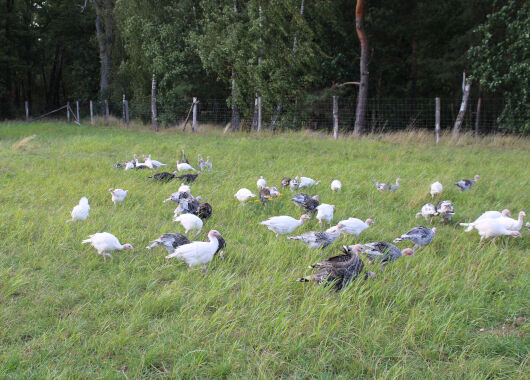 Eine Wiese mit hohen Gras und jungen Puten.