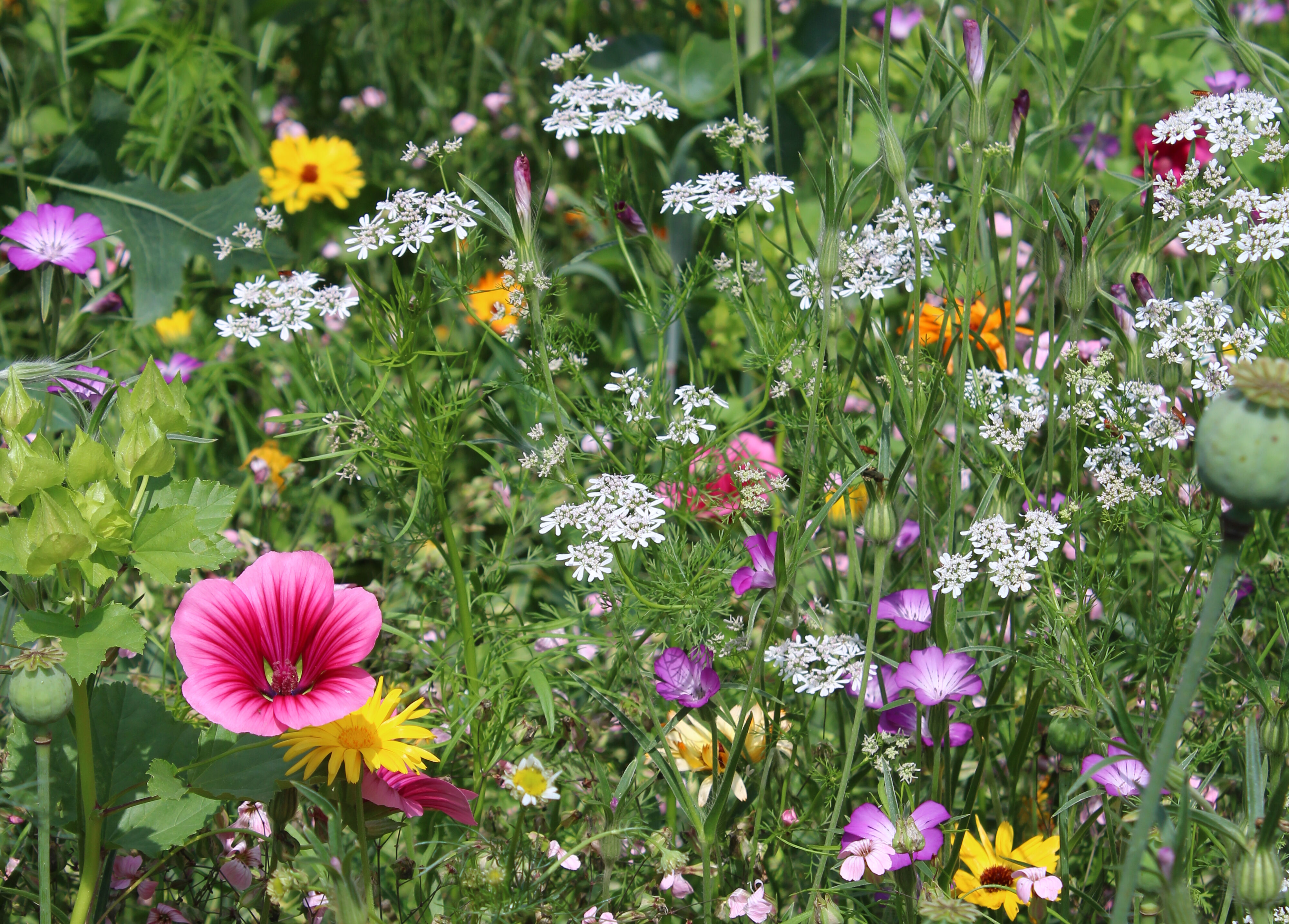 Welche Werte stehen hinter Bio?