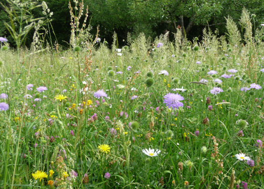 Das Bild zeigt eine bunt blühende Wiese. Es blühen Margeriten, Witwenblumen, Klee und einiges mehr. 
