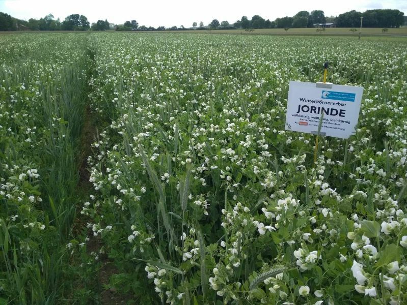 Ein Feld mit blühenden Erbsen zwischen Getreide