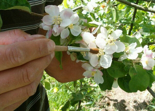 Spät-Blütenspaziergang beim Bioland-Betrieb "Das Apfelschiff"