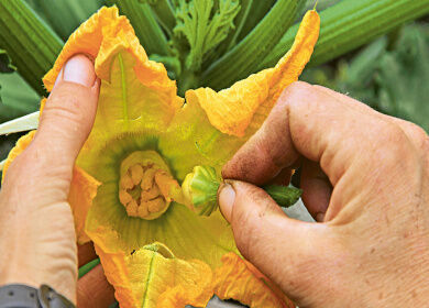 Eine Zucchiniblüte wird von Hand bestäubt.