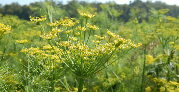 Blühender Fenchel