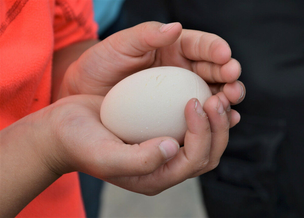 Kinderhände halten ein Hühnerei