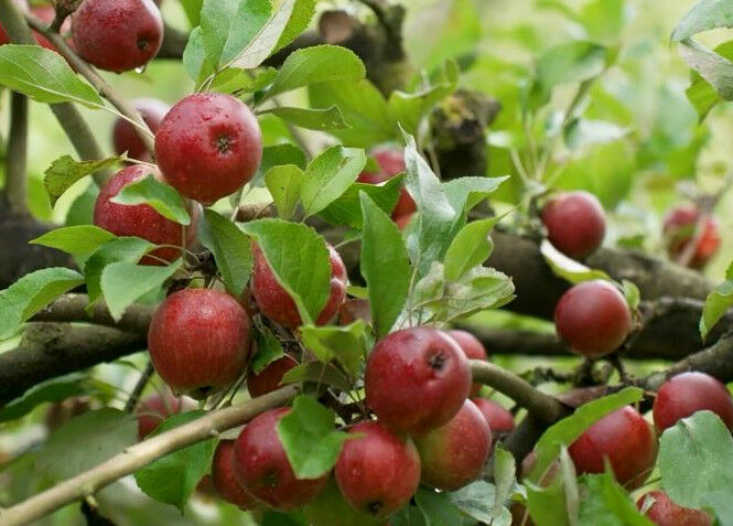 Ein Apfelzüchter gegen die Gentechnik - Video