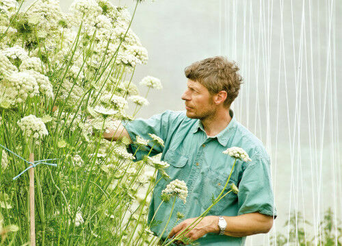 Infobrief Saatgutfonds - Die Sorte als Kulturgut