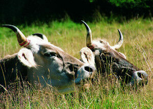 Der neue Jahresbrief - Klimaretter Rind?!
