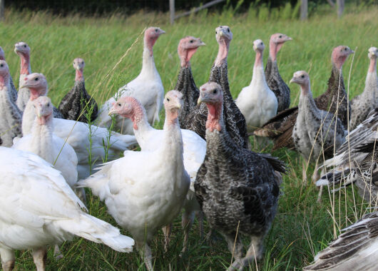 Tierzuchtfonds: Besuch bei den Robustputen